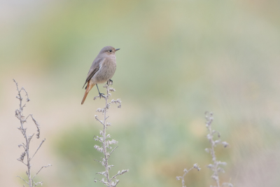 <i class='fa fa-user'></i> Hans Overduin |   Zwarte Roodstaart  <i class='fa fa-eye'> 255</i>  <i class='fa fa-thumbs-up'> 15</i>   <i class='fa fa-comment-o'> 12</i>