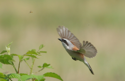 <i class='fa fa-user'></i> horneman69 |   Grauwe Klauwier  <i class='fa fa-eye'> 210</i>  <i class='fa fa-thumbs-up'> 7</i>   <i class='fa fa-comment-o'> 5</i>