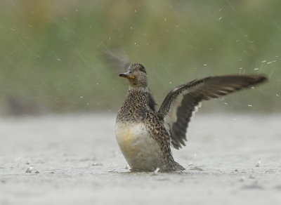 <i class='fa fa-user'></i> henkdikkers |   Wintertaling  <i class='fa fa-eye'> 238</i>  <i class='fa fa-thumbs-up'> 5</i>   <i class='fa fa-comment-o'> 9</i>