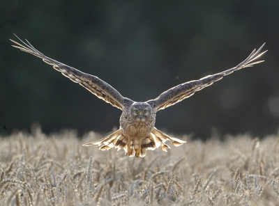 <i class='fa fa-user'></i> Jan P |   Blauwe Kiekendief  <i class='fa fa-eye'> 470</i>  <i class='fa fa-thumbs-up'> 31</i>   <i class='fa fa-comment-o'> 13</i>