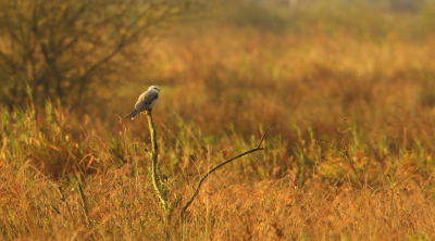 <i class='fa fa-user'></i> horneman69 |   Grijze Wouw  <i class='fa fa-eye'> 434</i>  <i class='fa fa-thumbs-up'> 2</i>   <i class='fa fa-comment-o'> 6</i>