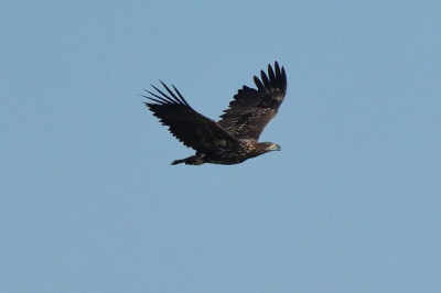 Het betreft een zeearend die ik vanuit de kijkhut Schollevaar heb gefotografeerd. Vloog op de hut af en draaide op een bepaald moment weg van de hut.
Ik vind het een indrukwekkende vogel.