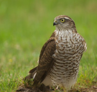 regelmatige bezoeker van onze tuin
deze keer kwam hij even om te badderen
moest me in alle bochten wringen om hem vanuit de op een kier staande keukendeur te fotograferen
te dichtbij om de sperwer er volledig op te krijgen