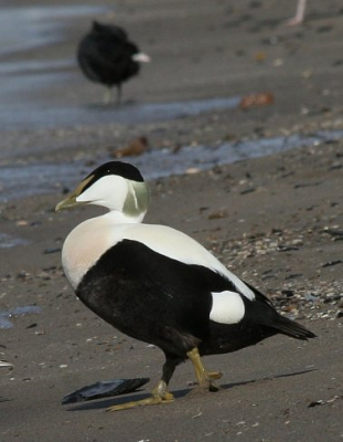 De Eider zat op het strand in Urk voor het monument van de verdronken vissers. In totaal 3 mannetjes aanwezig die de karakteristieke baltsroep ten gehore brachten. 
Canon 20D + EF70-300 IS USM zoomlens. 1/640 13 ISO200