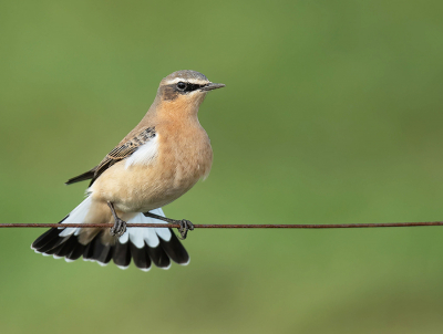 <i class='fa fa-user'></i> Wilfried Solarz |   Tapuit  <i class='fa fa-eye'> 322</i>  <i class='fa fa-thumbs-up'> 14</i>   <i class='fa fa-comment-o'> 9</i>