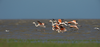 mooie heldere dag aan de Waddenzee
10 duizenden vogels waaronder deze Flamingo,s