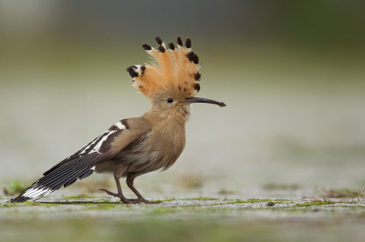 <i class='fa fa-user'></i> anevanrees |   Hop  <i class='fa fa-eye'> 441</i>  <i class='fa fa-thumbs-up'> 19</i>   <i class='fa fa-comment-o'> 18</i>