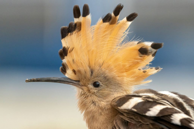 <i class='fa fa-user'></i> wouterroepel |   Hop  <i class='fa fa-eye'> 559</i>  <i class='fa fa-thumbs-up'> 16</i>   <i class='fa fa-comment-o'> 13</i>