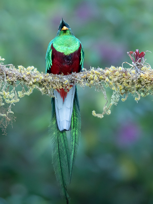 <i class='fa fa-user'></i> Paul van Giersbergen |   Quetzal  <i class='fa fa-eye'> 322</i>  <i class='fa fa-thumbs-up'> 11</i>   <i class='fa fa-comment-o'> 12</i>
