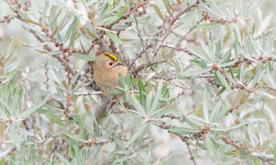 <i class='fa fa-user'></i> Hans Overduin |   Goudhaan  <i class='fa fa-eye'> 344</i>  <i class='fa fa-thumbs-up'> 12</i>   <i class='fa fa-comment-o'> 15</i>