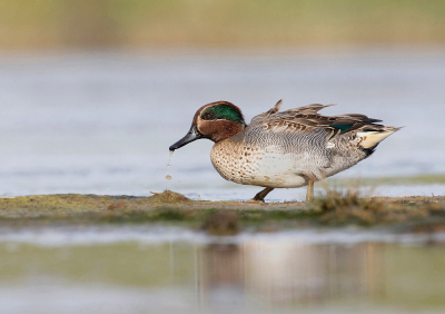 <i class='fa fa-user'></i> Krijn Dijkema |   Wintertaling  <i class='fa fa-eye'> 208</i>   <i class='fa fa-comment-o'> 3</i>