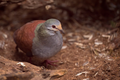 <i class='fa fa-user'></i> Paul van Giersbergen |   Costaricaanse Kwartelduif  <i class='fa fa-eye'> 124</i>   <i class='fa fa-comment-o'> 2</i>