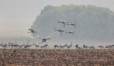 <i class='fa fa-user'></i> loek van de Leur |   Kraanvogel  <i class='fa fa-eye'> 366</i>  <i class='fa fa-thumbs-up'> 9</i>   <i class='fa fa-comment-o'> 8</i>
