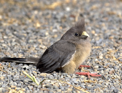 <i class='fa fa-user'></i> guido mwm |   Bruine Muisvogel  <i class='fa fa-eye'> 257</i>  <i class='fa fa-thumbs-up'> 3</i>   <i class='fa fa-comment-o'> 17</i>