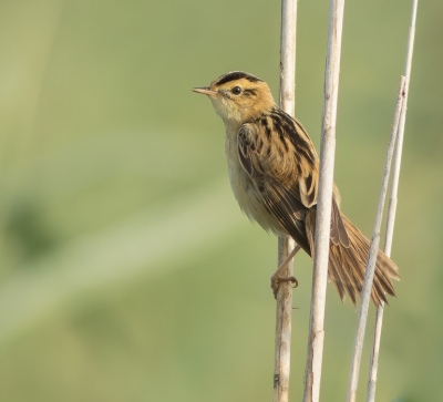 <i class='fa fa-user'></i> Carlo |   Waterrietzanger  <i class='fa fa-eye'> 216</i>  <i class='fa fa-thumbs-up'> 3</i>   <i class='fa fa-comment-o'> 3</i>