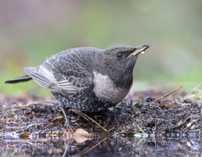 <i class='fa fa-user'></i> Alfred Berkhof |   Beflijster  <i class='fa fa-eye'> 390</i>  <i class='fa fa-thumbs-up'> 12</i>   <i class='fa fa-comment-o'> 13</i>