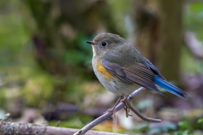 <i class='fa fa-user'></i> pjvantuil |   Blauwstaart  <i class='fa fa-eye'> 458</i>  <i class='fa fa-thumbs-up'> 11</i>   <i class='fa fa-comment-o'> 11</i>