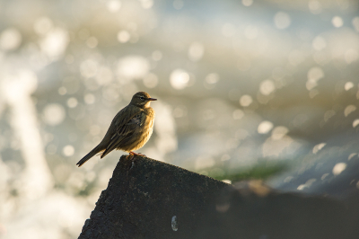 Vanmiddag naar het havenhoofd gefietst om de Oeverpieper te fotograferen. Vooraf wist ik al dat het moeilijk ging worden, want een vliegerig vogeltje en pages voor fotografen die de lens op hun richten. Maar uiteindelijk toch gelukt, alleen de foto die ik in gedachte had niet, maar da's voor een andere keer.