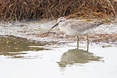 (2e poging). Vanaf de dijk bij de Flaauwers Inlaag zag ik in de verte een steltloper, op een klein eilandje. Ik zag nog niet wat het was. In ieder geval iets wat ik niet direct herkende. Heel langzaam en voorzichtig ben ik naar een lagere plek gelopen om dichterbij te komen, zonder hem te verstoren. Helaas vloog hij toch weg naar een nog kleiner (en verder weg) eilandje. Maar geduld hielp. Hij kwam weer terug naar zijn vorige plek. Zeer voorzichtig ben ik het talud verder af gegaan, tot zo dicht mogelijk bij het water. Af en toe foto's makend, voor het geval hij weg zou vliegen. Intussen zag ik al wel dat het een Kanoet was. Uiteindelijk hield hij me niet meer in de gaten, liet hij me redelijk dichtbij komen, en kon ik naar hartenlust foto's maken van deze mooie Kanoet, die een juveniel bleek te zijn. (En dat had ik inderdaad nog nooit eerder gezien.)