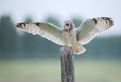 <i class='fa fa-user'></i> LeerdammerKees |   Velduil  <i class='fa fa-eye'> 429</i>  <i class='fa fa-thumbs-up'> 25</i>   <i class='fa fa-comment-o'> 23</i>