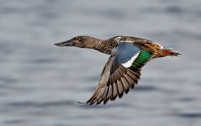 <i class='fa fa-user'></i> nielsandeweg |   Slobeend  <i class='fa fa-eye'> 390</i>  <i class='fa fa-thumbs-up'> 34</i>   <i class='fa fa-comment-o'> 22</i>