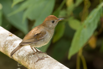 <i class='fa fa-user'></i> Paul van Giersbergen |   Bergdwerglijster  <i class='fa fa-eye'> 99</i>   <i class='fa fa-comment-o'> 0</i>