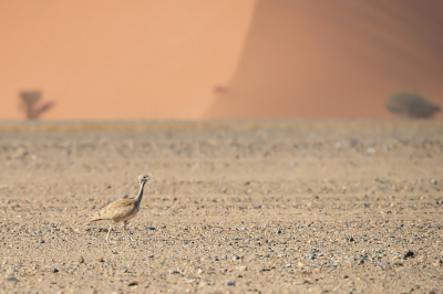 <i class='fa fa-user'></i> Bert Ooms |   Rppells Trap  <i class='fa fa-eye'> 226</i>  <i class='fa fa-thumbs-up'> 8</i>   <i class='fa fa-comment-o'> 9</i>