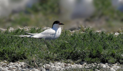 Ik maakte voor het eerst kennis met de DS eind jaren 80 op de Farne Islands, echter ver weg en hoog in de lucht. In Juni werd hij gesignaleerd in NH. Dit wilde ik niet laten schieten.Op naar Petten dus. Tussen de vele Grote Sterns en Visdieven was hij moeilijk te vinden. Ook omstanders konden mij niet helpen, dus maar wat raak zitten schieten op Sterns met een zwarte snavel met een beetje rood aan de basis. Thuis gekomen bleek hij er toch tussen te zitten. Was blij verrast.