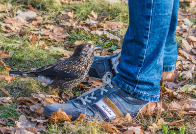 <i class='fa fa-user'></i> PeterBoers |   Notenkraker  <i class='fa fa-eye'> 491</i>   <i class='fa fa-comment-o'> 7</i>