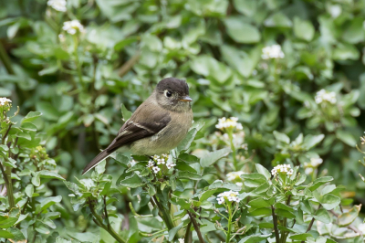 <i class='fa fa-user'></i> Paul van Giersbergen |   Zwartkapfeetiran  <i class='fa fa-eye'> 152</i>  <i class='fa fa-thumbs-up'> 1</i>   <i class='fa fa-comment-o'> 0</i>