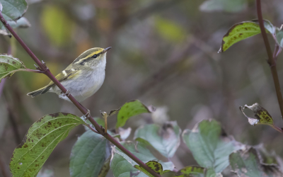 <i class='fa fa-user'></i> Lennart Verheuvel |   Pallas' Boszanger  <i class='fa fa-eye'> 432</i>  <i class='fa fa-thumbs-up'> 23</i>   <i class='fa fa-comment-o'> 11</i>