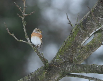 <i class='fa fa-user'></i> henkdikkers |   Keep  <i class='fa fa-eye'> 220</i>  <i class='fa fa-thumbs-up'> 5</i>   <i class='fa fa-comment-o'> 16</i>