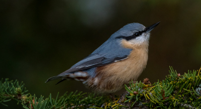Noodgedwongen vakantie in eigen land. Om het huis zaten veel vogels. Ook deze boomklever. Erg mooie vogel. Doet mij qua vorm een beetje aan een ijsvogel denken.