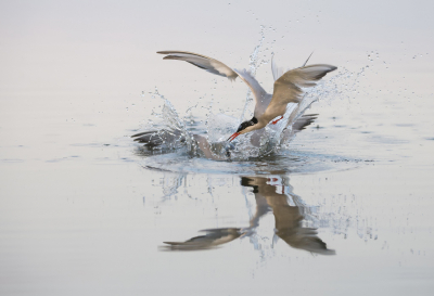 <i class='fa fa-user'></i> LeerdammerKees |   Visdief  <i class='fa fa-eye'> 340</i>  <i class='fa fa-thumbs-up'> 12</i>   <i class='fa fa-comment-o'> 8</i>