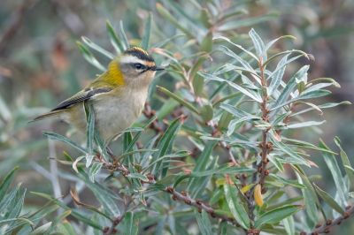 <i class='fa fa-user'></i> Hans Overduin |   Vuurgoudhaan  <i class='fa fa-eye'> 342</i>  <i class='fa fa-thumbs-up'> 17</i>   <i class='fa fa-comment-o'> 12</i>