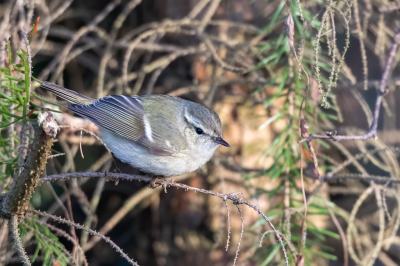 <i class='fa fa-user'></i> pjvantuil |   Humes Bladkoning  <i class='fa fa-eye'> 287</i>  <i class='fa fa-thumbs-up'> 3</i>   <i class='fa fa-comment-o'> 2</i>