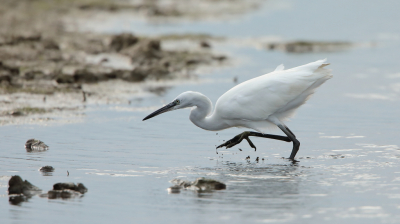 <i class='fa fa-user'></i> horneman69 |   Kleine Zilverreiger  <i class='fa fa-eye'> 190</i>   <i class='fa fa-comment-o'> 1</i>