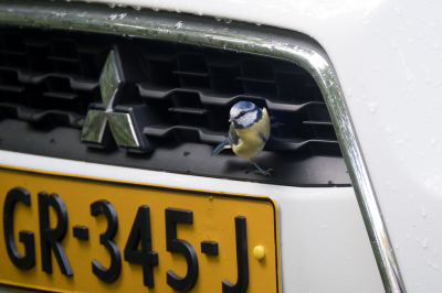 <i class='fa fa-user'></i> Gert-Jan Cromwijk |   Pimpelmees  <i class='fa fa-eye'> 196</i>  <i class='fa fa-thumbs-up'> 7</i>   <i class='fa fa-comment-o'> 16</i>