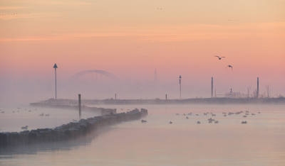 <i class='fa fa-user'></i> LeerdammerKees |   Wilde Eend  <i class='fa fa-eye'> 293</i>  <i class='fa fa-thumbs-up'> 14</i>   <i class='fa fa-comment-o'> 17</i>