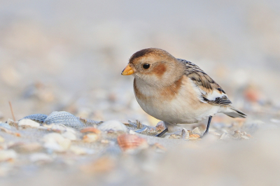 Naast een groep van 8 strandleeuwerikken was er maar 1 sneeuwgors in de Slufter. Maar die was in tegenstelling tot de leeuwerikken wel goed benaderbaar.