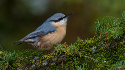 Noodgedwongen vakantie in eigen land. Om het huis zaten veel vogels. Ook deze boomklever. Erg mooie vogel. Doet mij qua vorm een beetje aan een ijsvogel denken.