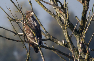 <i class='fa fa-user'></i> Marco Simonis |   Zeearend  <i class='fa fa-eye'> 274</i>  <i class='fa fa-thumbs-up'> 1</i>   <i class='fa fa-comment-o'> 5</i>