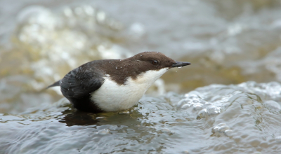 <i class='fa fa-user'></i> horneman69 |   Waterspreeuw  <i class='fa fa-eye'> 242</i>  <i class='fa fa-thumbs-up'> 5</i>   <i class='fa fa-comment-o'> 2</i>