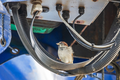 In een jachthaven vond ik een 'te gekke plek', waar een groepje Huismussen zich kennelijk heel prettig voelde. Aan de onderkant van de bovenkant (ben ik nog te volgen?) van een kraan op de werf, te midden van een boel elektra, kabels, slangen, etc., fladderde wat mussen van plek naar plek, van slang naar kabel naar stekker. Ik moet er niet aan denken wat er zou gebeuren als ze aan de kabels zouden gaan 'knabbelen', maar dat heb ik gelukkig niet zien gebeuren. 
Ik heb me hier een tijdlang kostelijk geamuseerd met mijn camera. (Ik kreeg er op een gegeven moment wel een wat stijve nek van, maar je moet toch iets over hebben voor een MO-foto!?)
Uiteindelijk heb ik deze foto uitgekozen voor deze MO.