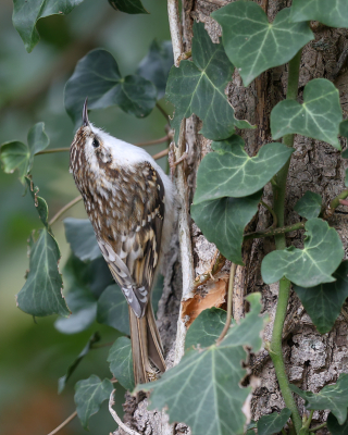 <i class='fa fa-user'></i> loek van de Leur |   Taigaboomkruiper  <i class='fa fa-eye'> 296</i>  <i class='fa fa-thumbs-up'> 9</i>   <i class='fa fa-comment-o'> 8</i>