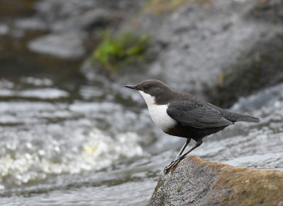 <i class='fa fa-user'></i> henkdikkers |   Waterspreeuw  <i class='fa fa-eye'> 287</i>  <i class='fa fa-thumbs-up'> 15</i>   <i class='fa fa-comment-o'> 14</i>