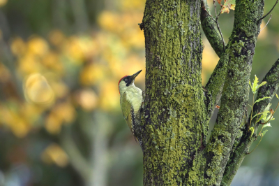 <i class='fa fa-user'></i> Frank Kremer |   Groene Specht  <i class='fa fa-eye'> 292</i>  <i class='fa fa-thumbs-up'> 10</i>   <i class='fa fa-comment-o'> 11</i>