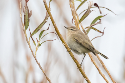 <i class='fa fa-user'></i> pjvantuil |   Siberische Tjiftjaf  <i class='fa fa-eye'> 220</i>  <i class='fa fa-thumbs-up'> 5</i>   <i class='fa fa-comment-o'> 5</i>