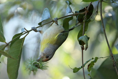 <i class='fa fa-user'></i> Martjan Lammertink |   Roodbrauwpeperklauwier  <i class='fa fa-eye'> 164</i>  <i class='fa fa-thumbs-up'> 9</i>   <i class='fa fa-comment-o'> 6</i>