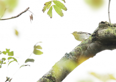 <i class='fa fa-user'></i> thijsglastra |   Zwartkopzanger  <i class='fa fa-eye'> 409</i>  <i class='fa fa-thumbs-up'> 1</i>   <i class='fa fa-comment-o'> 8</i>